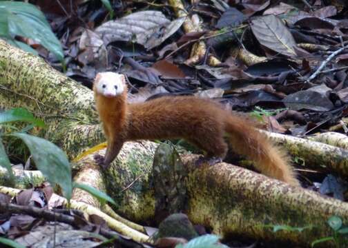 Image of Malay Weasel