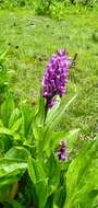 Image of Dactylorhiza hatagirea (D. Don) Soó