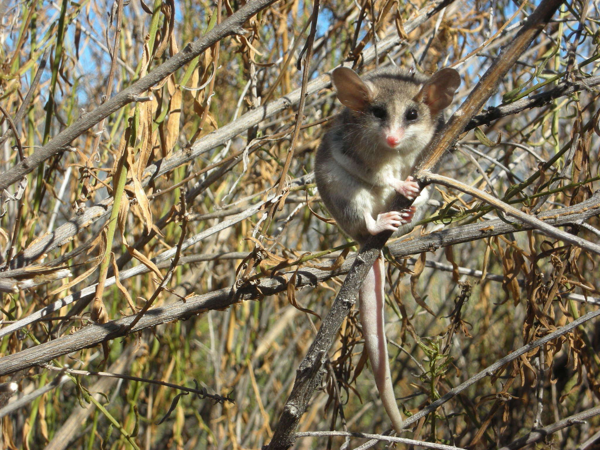 Image of Elegant Fat-tailed Mouse Opossum