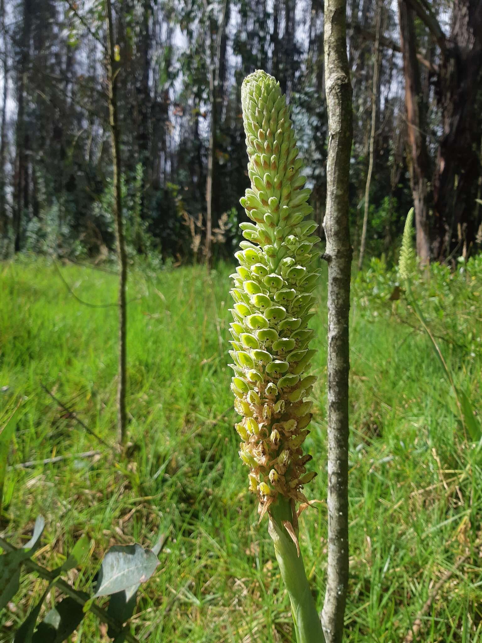 Sivun Altensteinia fimbriata Kunth kuva