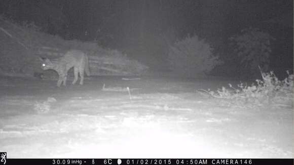 Image of Asian spotted cats