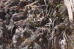 Image de Trichocereus macrogonus var. peruvianus