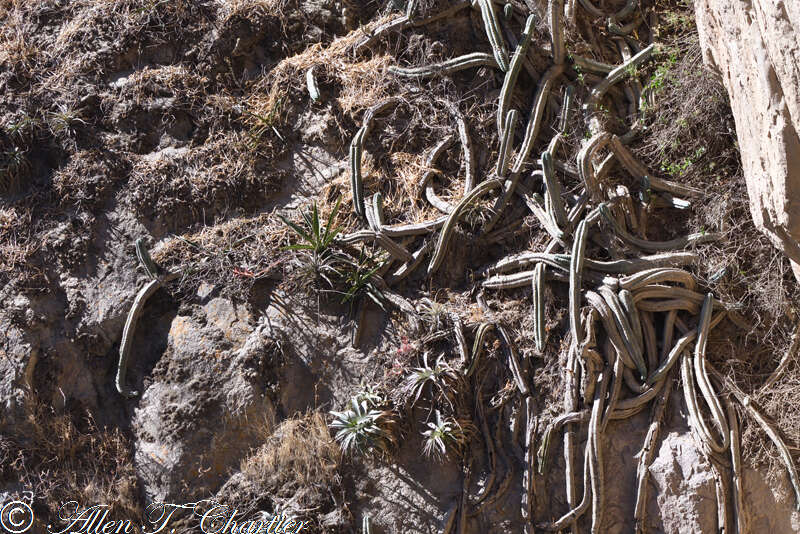 Image de Trichocereus macrogonus var. peruvianus