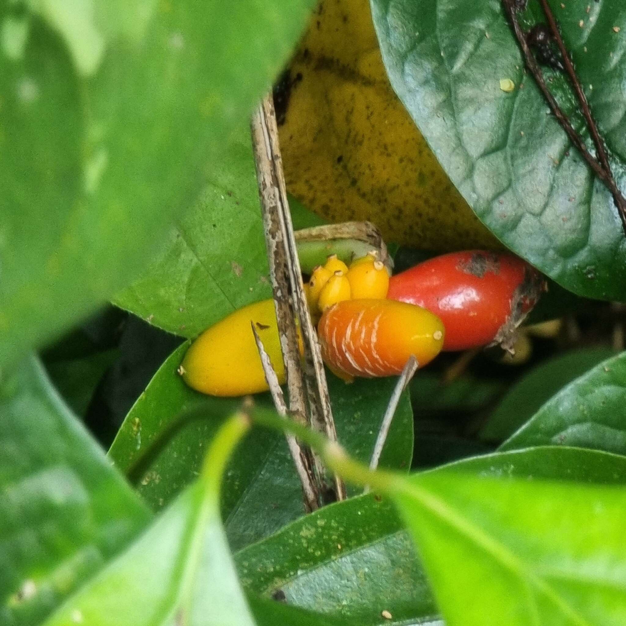 Imagem de Aglaonema commutatum Schott