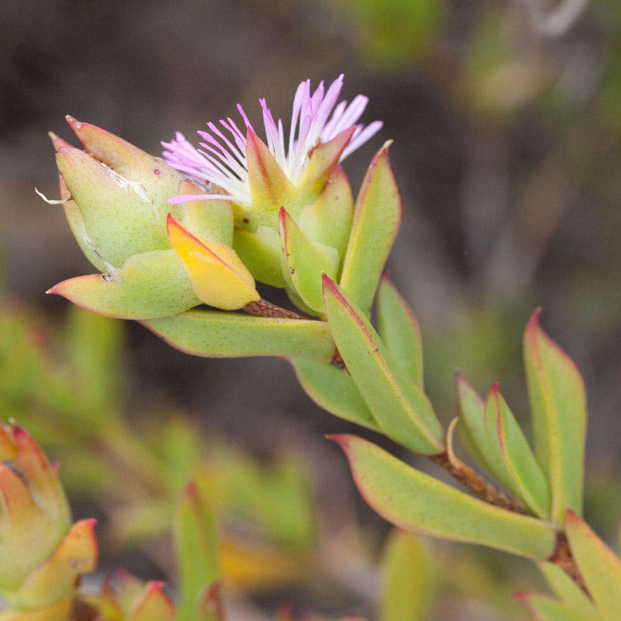 Image of Erepsia steytlerae L. Bol.