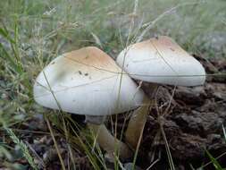 Image de Psilocybe cubensis (Earle) Singer 1948