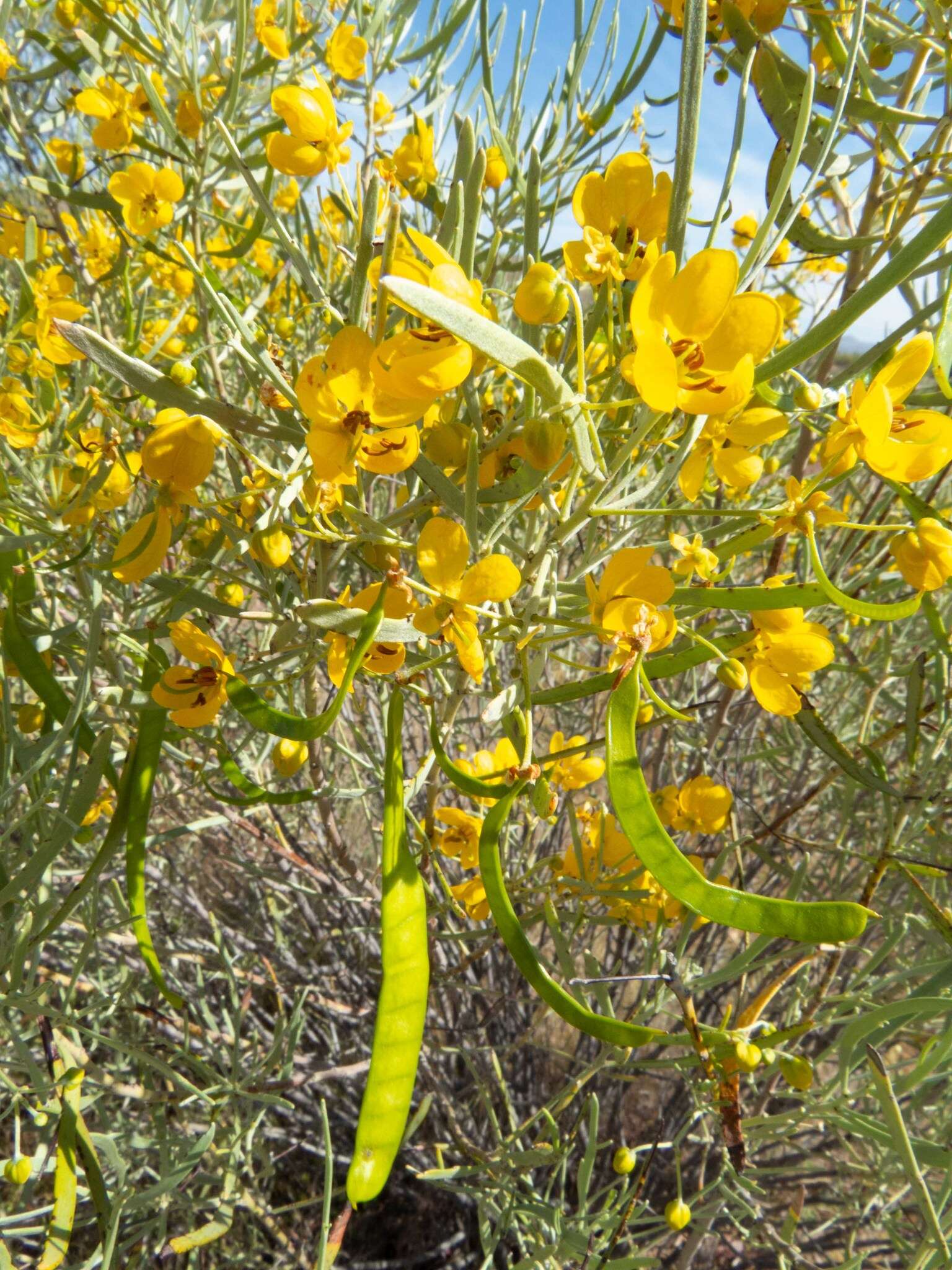 <i>Senna phyllodinea</i> resmi