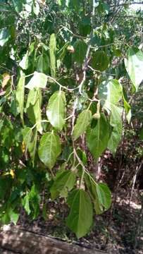 Sivun Grewia triflora (Bojer) Walp. kuva