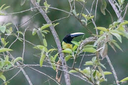 Image of Black-necked Aracari