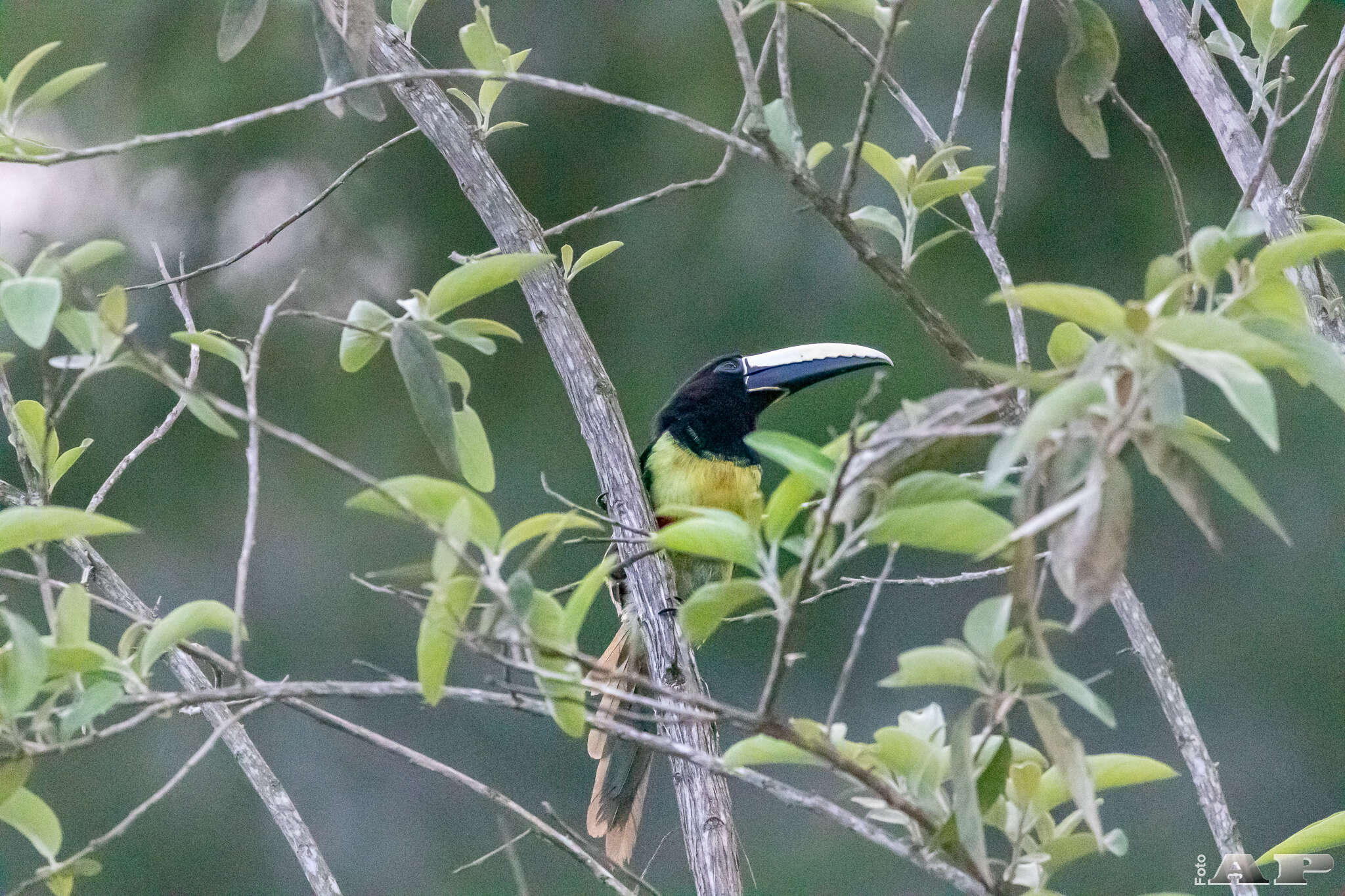 Imagem de Pteroglossus aracari (Linnaeus 1758)