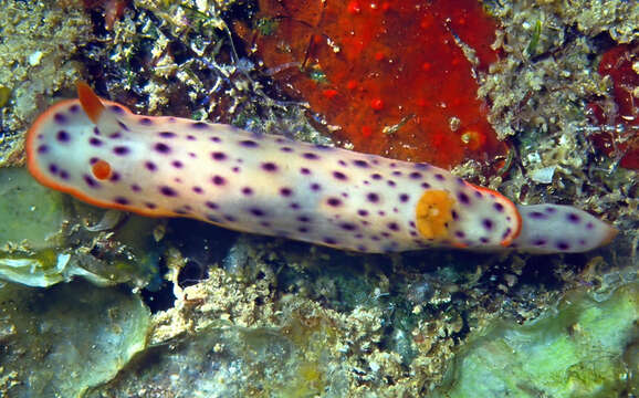 Image of Chromodoris aspersa (Gould 1852)