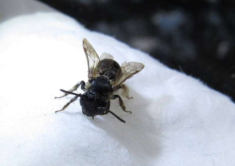 Image of Nude Andrena