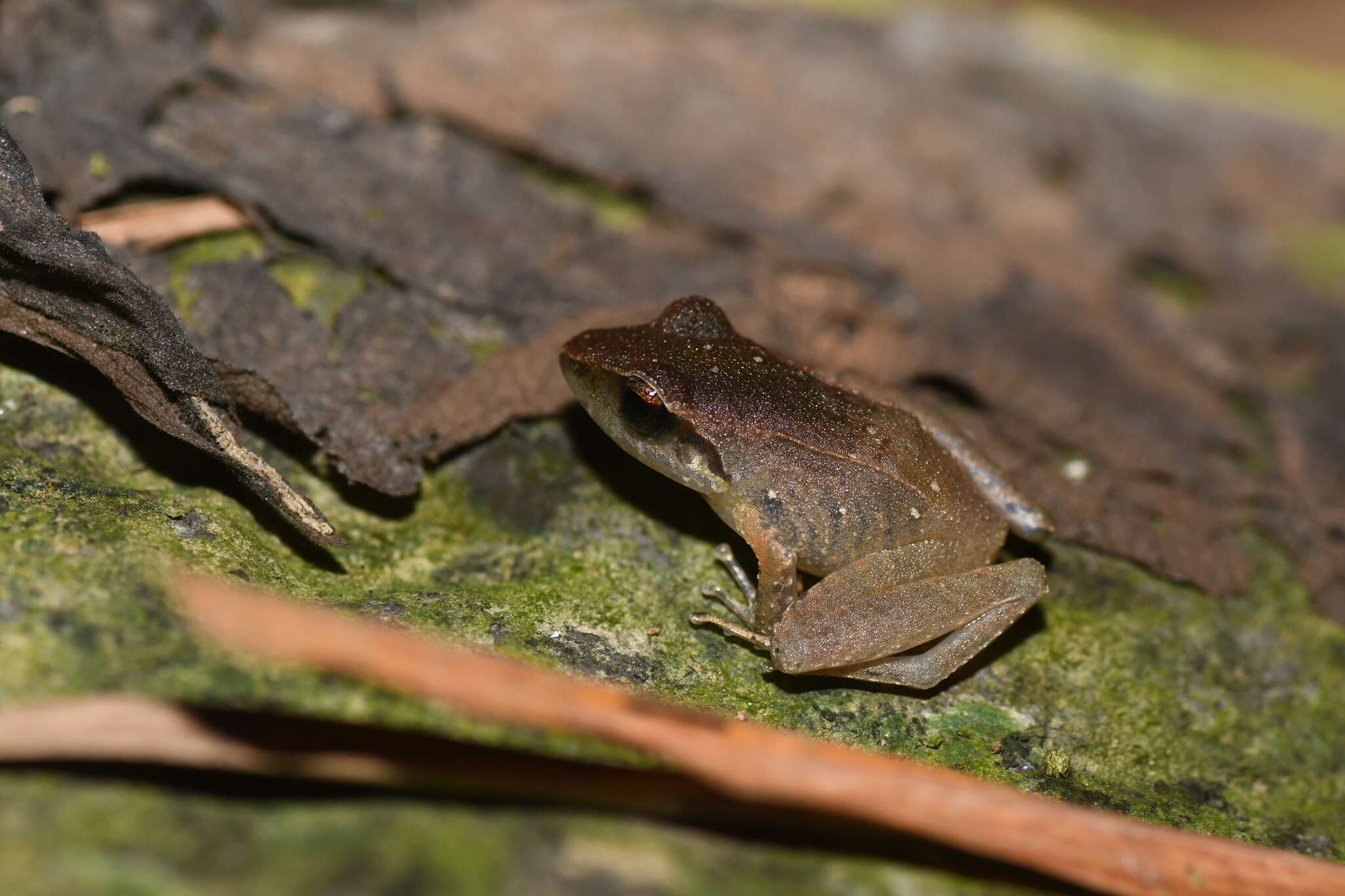 Image of Pristimantis thectopternus (Lynch 1975)