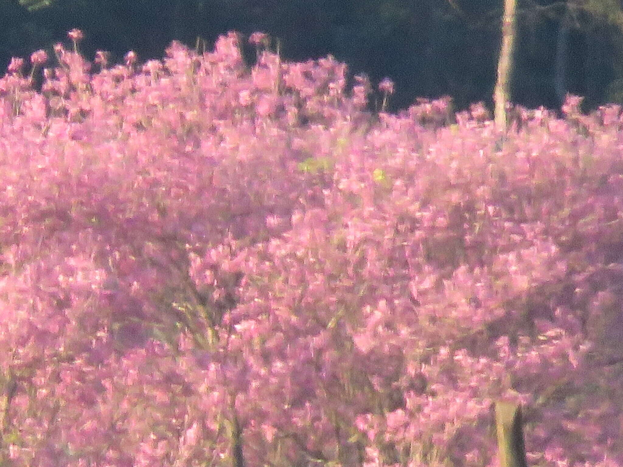 Imagem de Handroanthus heptaphyllus (Mart.) Mattos