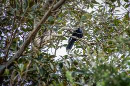 Image of Black-billed Koel