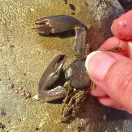 Image of Cabrillo porcelain crab