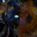 Image of Marasmius epiphylloides (Rea) Sacc. & Trotter 1925