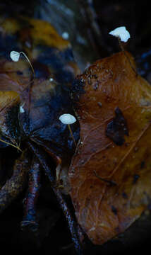 Image of Marasmius epiphylloides (Rea) Sacc. & Trotter 1925