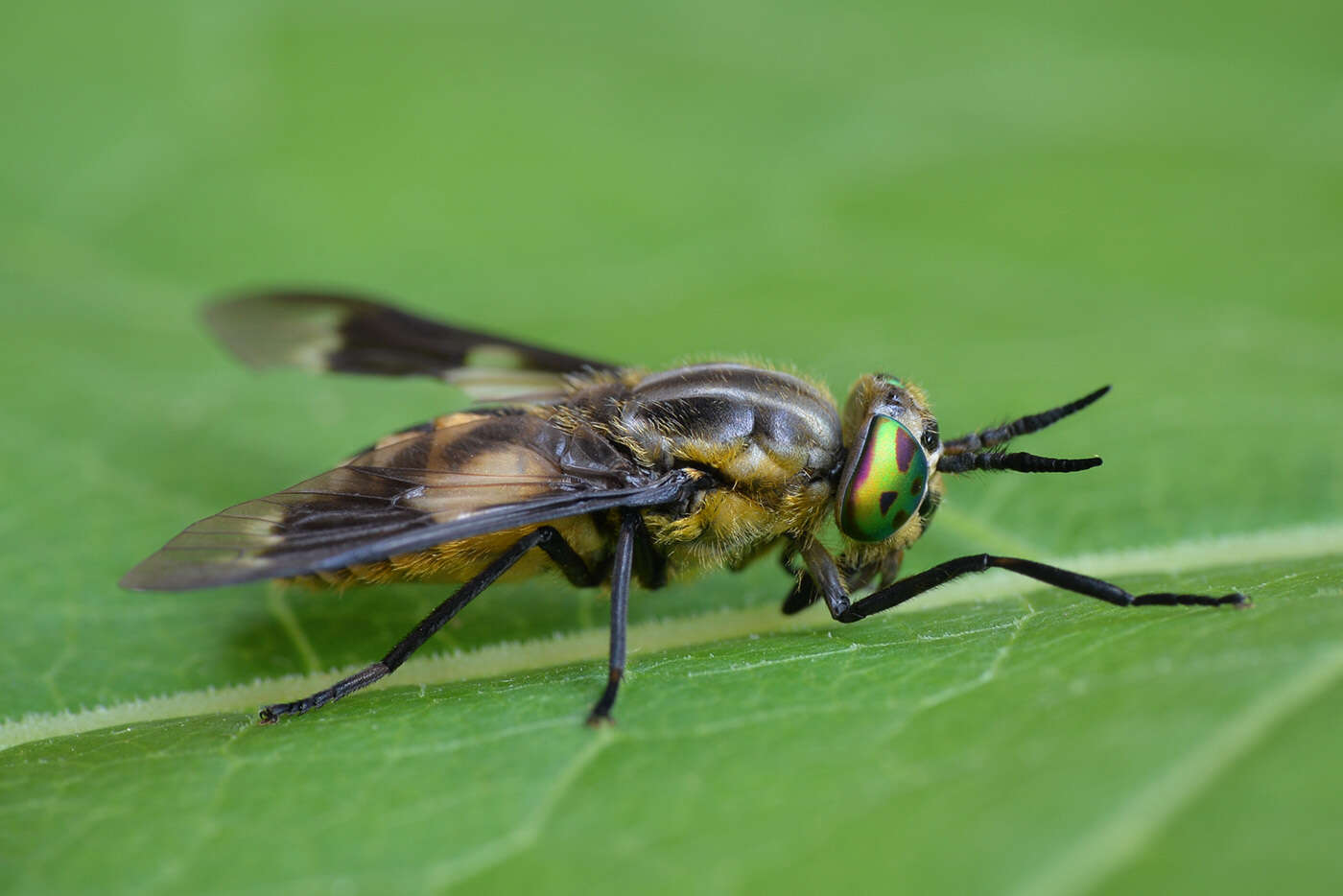 Image of Chrysops divaricatus Loew 1858