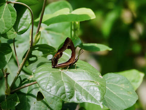 Imagem de Polyura moori Distant 1883