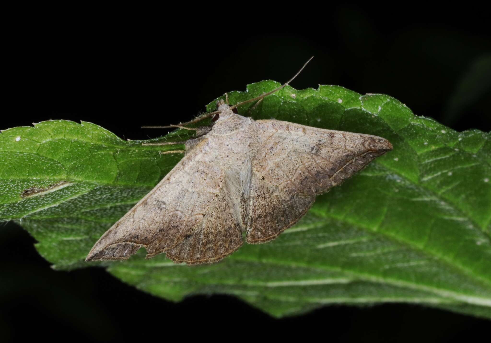 Blasticorhinus rivulosa Walker 1865 resmi