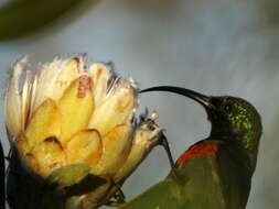 Image of Greater Double-collared Sunbird