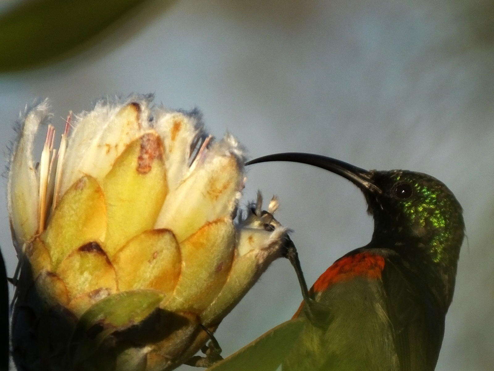 Image of Greater Double-collared Sunbird