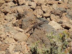 Image of Elongate Tree Iguana