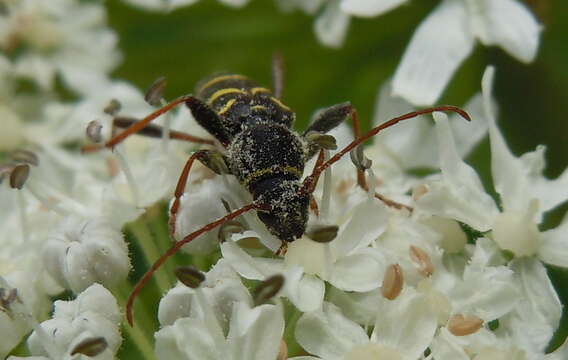 Image of Clytus lama Mulsant 1850