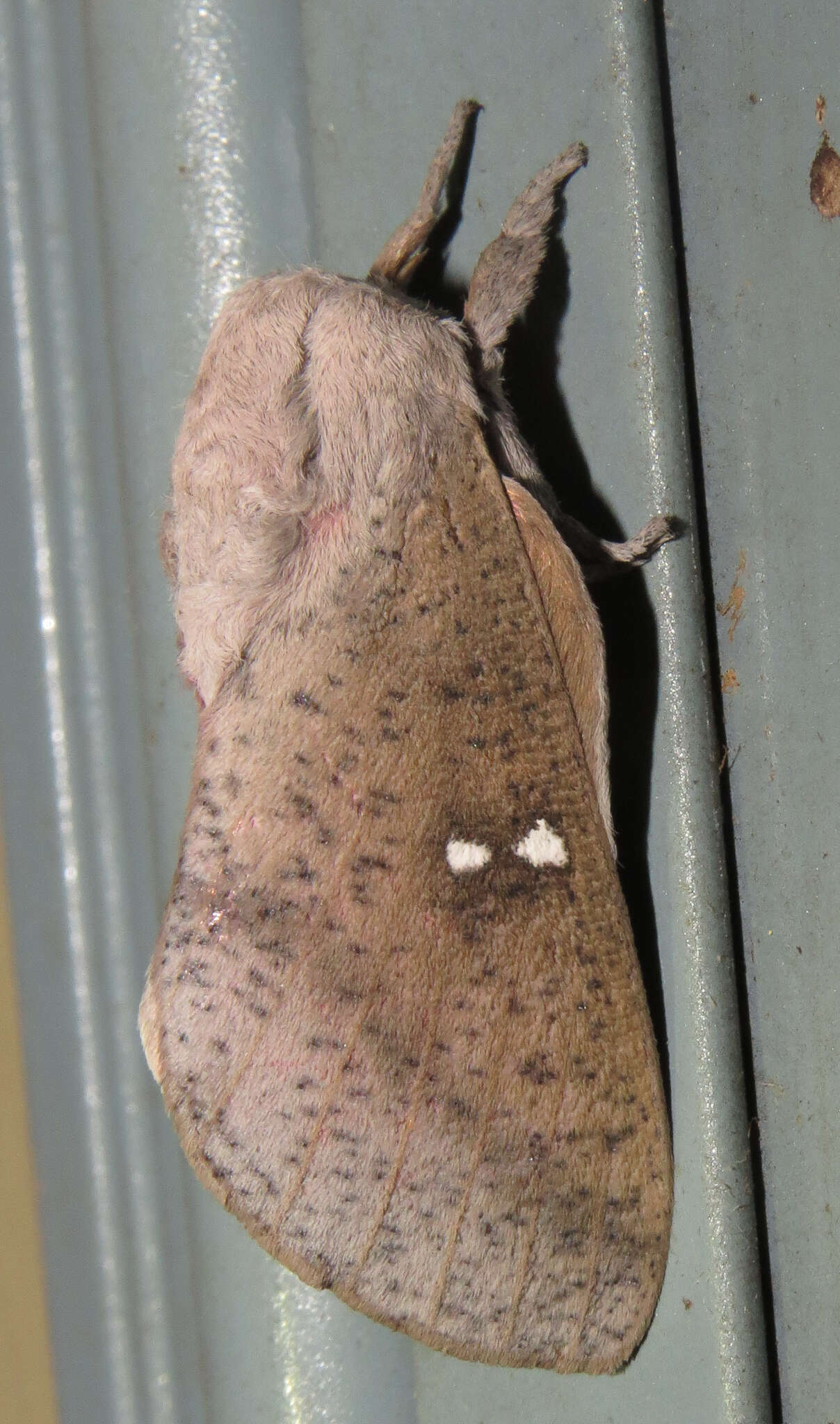 Image of Syssphinx bicolor (Harris 1841)