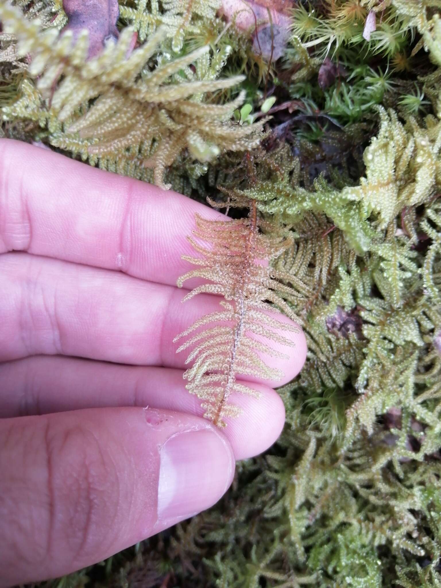 Image of Cypress-leaved plaitmoss