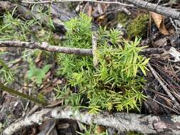 Image of Florida Yew