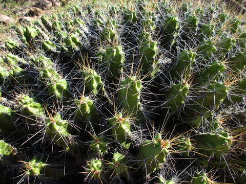 Image of Echinocereus pentalophus subsp. pentalophus