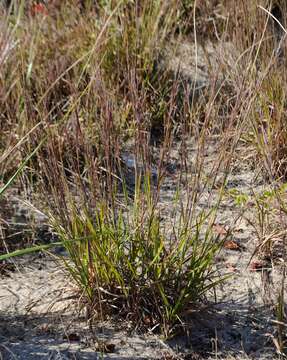 Imagem de Schizachyrium scoparium (Michx.) Nash