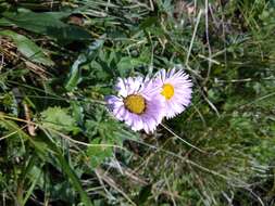 Image de Erigeron caucasicus subsp. venustus (Botsch.) Grierson