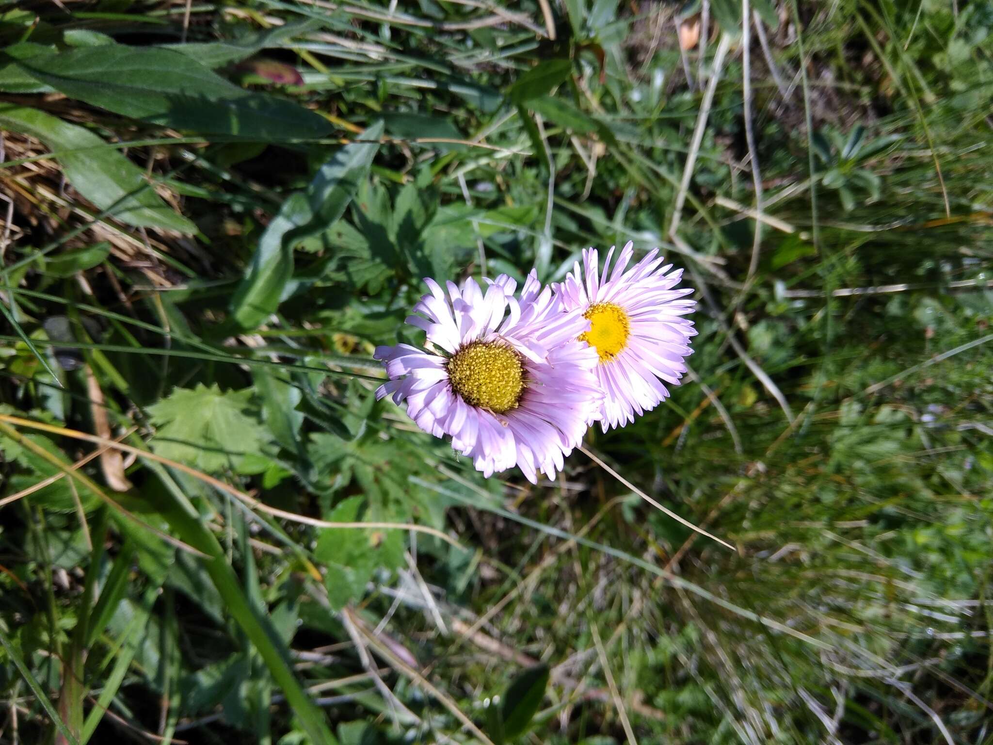 Image de Erigeron caucasicus subsp. venustus (Botsch.) Grierson