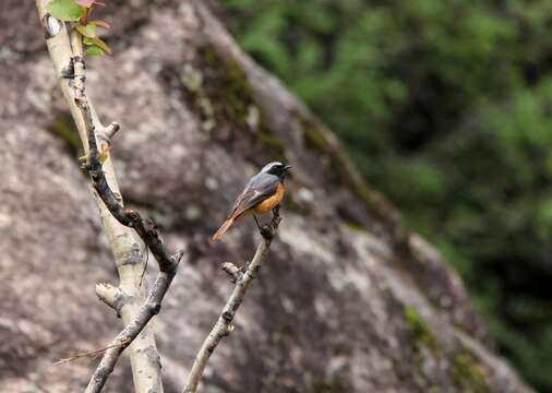 Image of Hodgson's Redstart