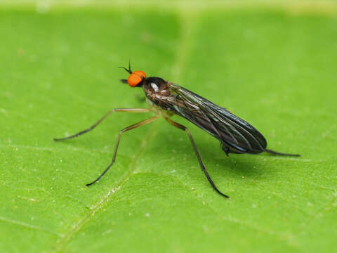 صورة Rhamphomyia longicauda Loew 1861