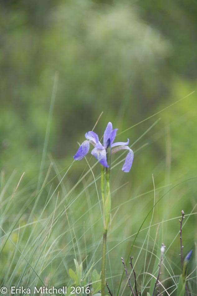 Image of blue flag