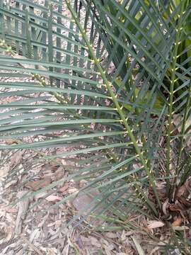 Image of Macrozamia spiralis (Salisb.) Miq.