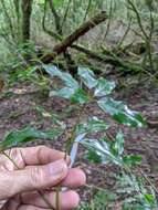 Image of Neolitsea acuminatissima (Hayata) Kaneh. & Sasaki