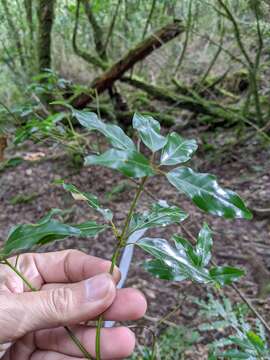 Image of Neolitsea acuminatissima (Hayata) Kaneh. & Sasaki