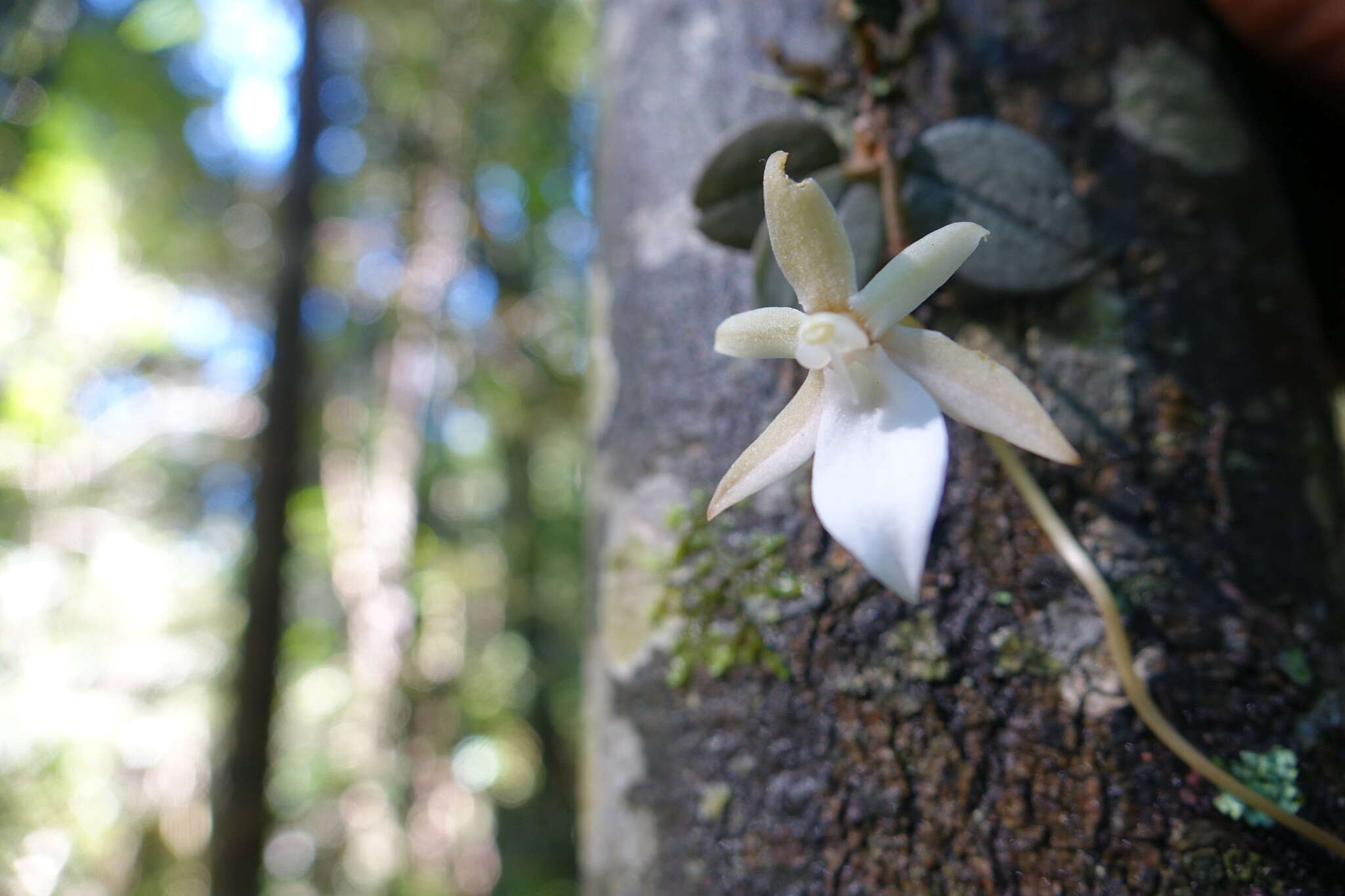 Image of Aerangis punctata J. Stewart