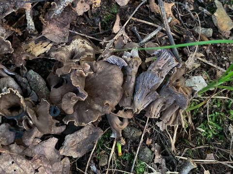 Image de Craterellus foetidus A. H. Sm. 1968