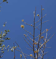 Image of Small-leaved star-chestnut