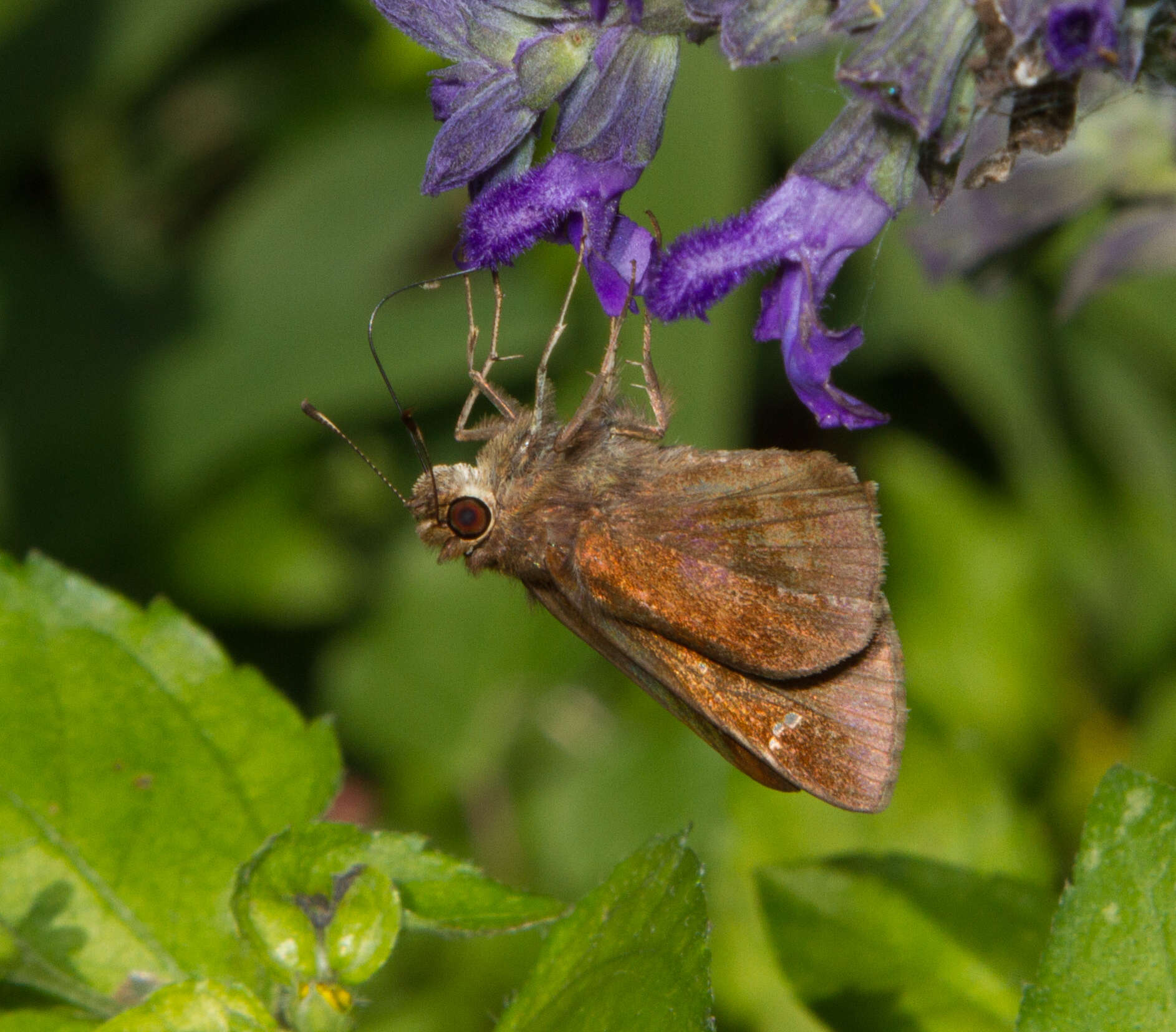 Image of Clouded Skipper