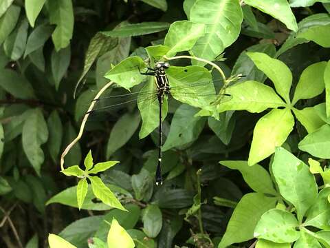 Imagem de Leptogomphus sauteri Ris 1912