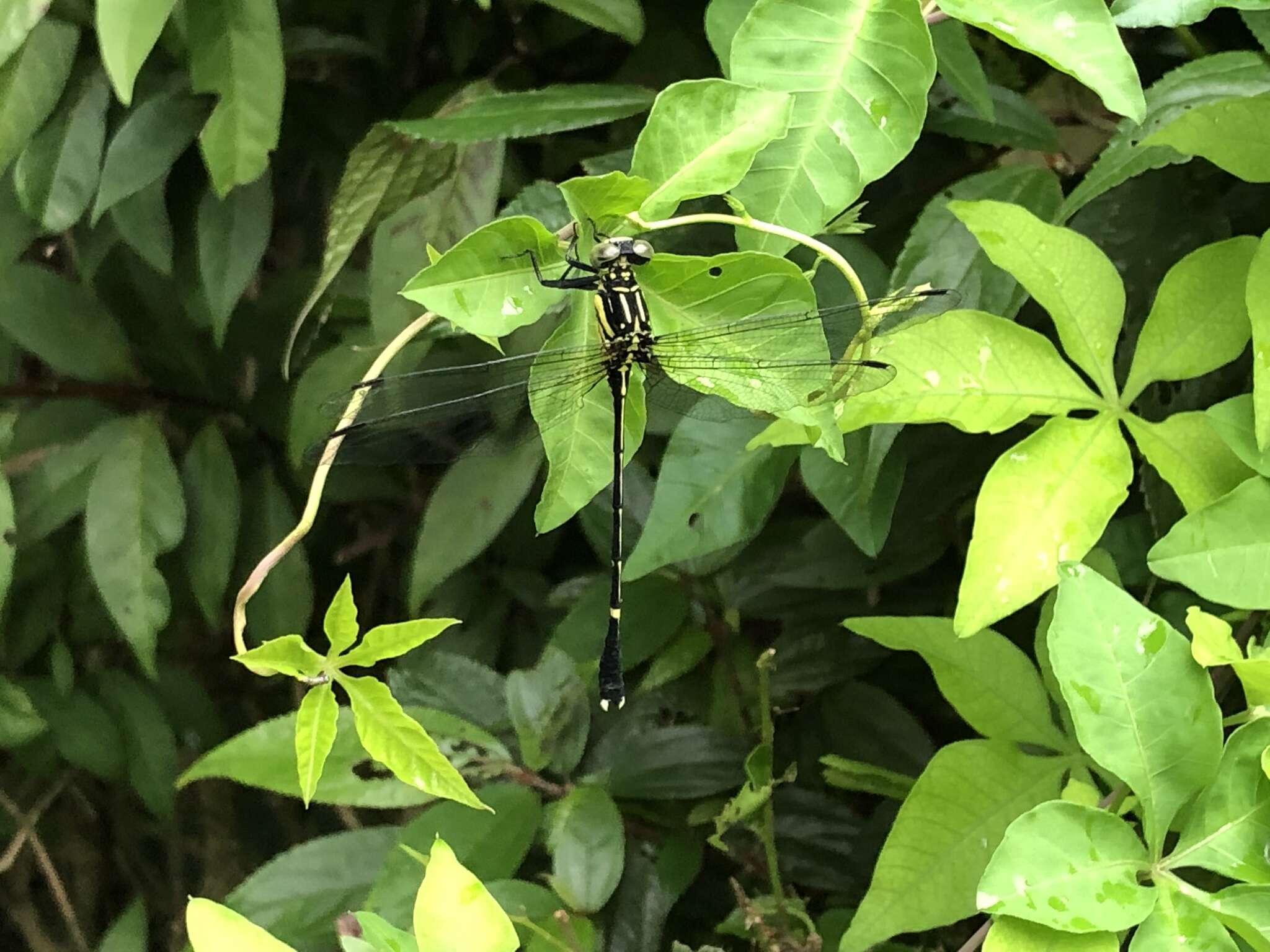 Image of Leptogomphus sauteri Ris 1912