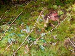 Image of Giant Rattlesnake-plantain