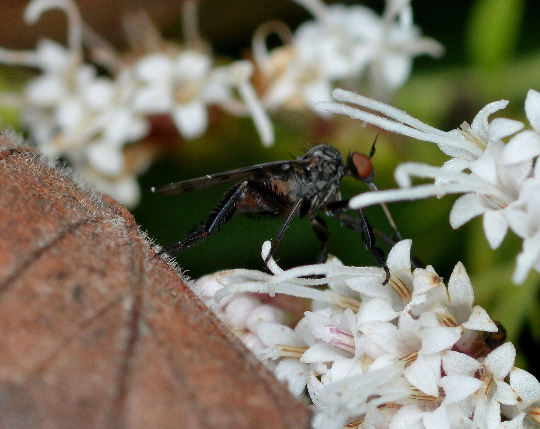 Image of Empis clausa Coquillett 1895